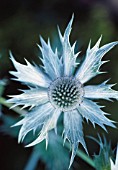 ERYNGIUM GIGANTEUM MISS WILMOTTS GHOST, SEA HOLLY - MISS WILMOTTS GHOST