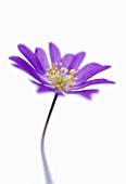 ANEMONE BLANDA