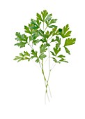 PETROSELINUM NEAPOLITANUM, PARSLEY - FLAT LEAF PARSLEY