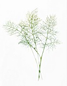ANETHUM, DILL