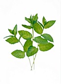 MENTHA SPICATA, MINT - SPEARMINT