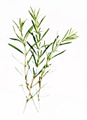 ROSEMARINUS OFFICINALIS, ROSEMARY