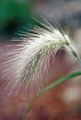 PENNISETUM ORIENTALE, ORIENTAL FOUNTAIN GRASS