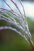 MISCANTHUS SINENSIS, MISCANTHUS, CHINESE SILVER GRASS