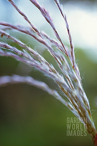 MISCANTHUS_SINENSIS_MISCANTHUS_CHINESE_SILVER_GRASS