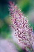 CALAMAGROSTIS BRACHYTRICA / STIPA BRACHYTRICA, KOREAN FEATHER REED GRASS