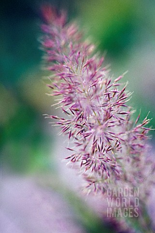 CALAMAGROSTIS_BRACHYTRICA__STIPA_BRACHYTRICA_KOREAN_FEATHER_REED_GRASS