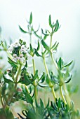 THYMUS VULGARIS, THYME