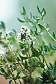 THYMUS VULGARIS, THYME