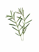 ROSMARINUS OFFICINALIS, ROSEMARY