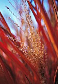 MISCANTHUS, MISCANTHUS, CHINESE SILVER GRASS