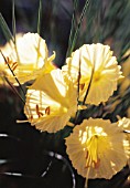 NARCISSUS BULBICODIUM, DAFFODIL - PETTICOAT DAFFODIL