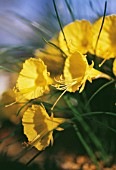 NARCISSUS BULBICODIUM, DAFFODIL - PETTICOAT DAFFODIL