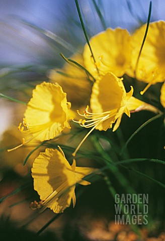 NARCISSUS_BULBICODIUM_DAFFODIL__PETTICOAT_DAFFODIL