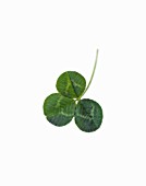 TRIFOLIUM, CLOVER