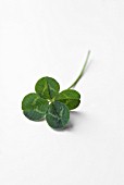 TRIFOLIUM, (FOUR LEAF CLOVER)