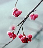 EUONYMUS EUROPAEUS, SPINDLE TREE