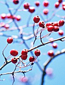 CRATAEGUS LAEVIGATA, HAWTHORN