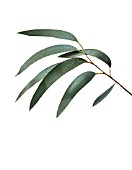 EUCALYPTUS GUNNII, EUCALYPTUS