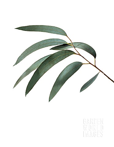 EUCALYPTUS_GUNNII_EUCALYPTUS