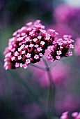 VERBENA BONARIENSIS, VERBENA, BRAZILIAN VERBENA