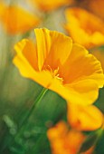 ESCHSCHOLZIA CALIFORNICA SUN SHADES