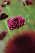 SCABIOSA ATROPURPUREA ‘DEEP RED’, SCABIOUS