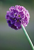 PRIMULA DENTICULATA, PRIMULA, PRIMROSE - DRUMSTICK PRIMROSE