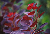 COTINUS COGGYGRIA, SMOKE BUSH