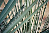 AGAVE GEMINIFLORA, AGAVE - TWIN FLOWERED AGAVE