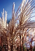 MISCANTHUS SINENSIS SILBERFEDER, MISCANTHUS, CHINESE SILVER GRASS