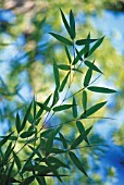 PHYLLOSTACHYS SULPHUREA, BAMBOO