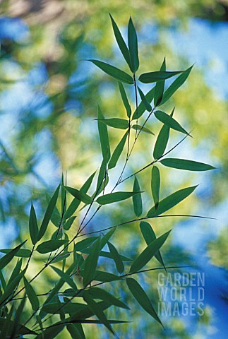 PHYLLOSTACHYS_SULPHUREA_BAMBOO