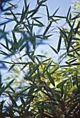 PHYLLOSTACHYS SULPHUREA, BAMBOO