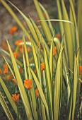 PHORMIUM TENAX YELLOW WAVE, NEW ZEALAND FLAX