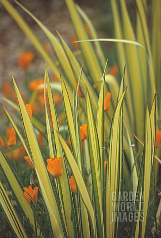 PHORMIUM_TENAX_YELLOW_WAVE_NEW_ZEALAND_FLAX