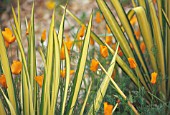 PHORMIUM TENAX YELLOW WAVE, NEW ZEALAND FLAX