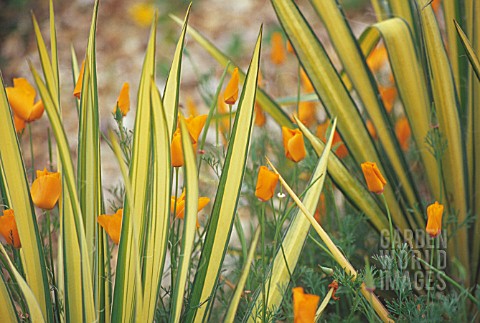 PHORMIUM_TENAX_YELLOW_WAVE_NEW_ZEALAND_FLAX