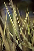 CORDYLINE AUSTRALIS ‘TORBAY DAZZLER’, CORDYLINE