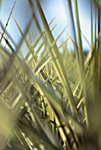 CORDYLINE AUSTRALIS ‘TORBAY DAZZLER’, CORDYLINE