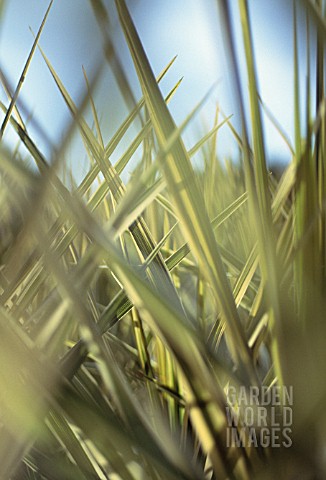 CORDYLINE_AUSTRALIS_TORBAY_DAZZLER_CORDYLINE