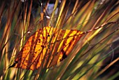 AUTUMN LEAF IN GRASS