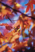 LIQUIDAMBAR STYRACIFLUA, SWEET GUM