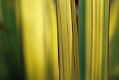 PHORMIUM, NEW ZEALAND FLAX