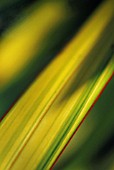 PHORMIUM, NEW ZEALAND FLAX