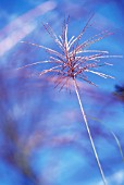 MISCANTHUS SINENSIS ‘SIRENE’, SIREN JAPANESE SILVER GRASS