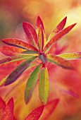 EUPHORBIA GRIFFITHI FIREGLOW, EUPHORBIA, SPURGE