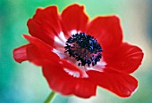 ANEMONE PAVONINA, ANEMONE