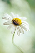 CHAMAEMELUM NOBILE, CHAMOMILE