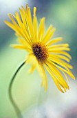 DORONICUM, LEOPARDS BANE